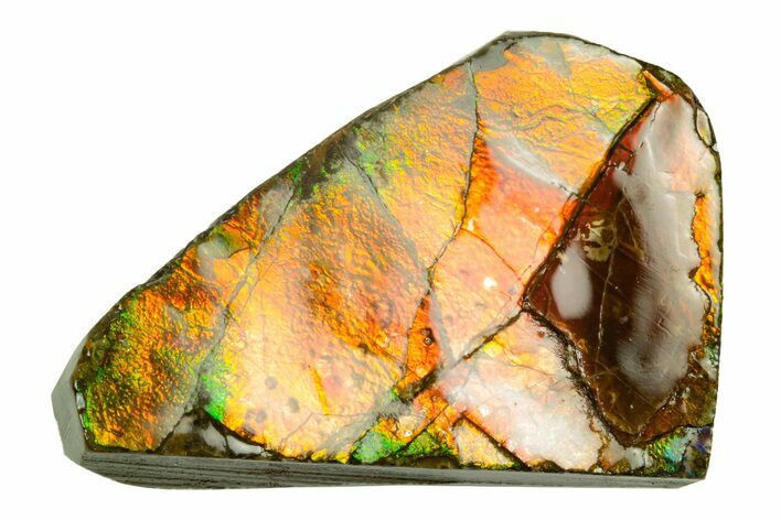 Iridescent Ammolite (Fossil Ammonite Shell) - Alberta #243011